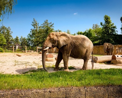 ZOO Dvůr Králové nad Labem